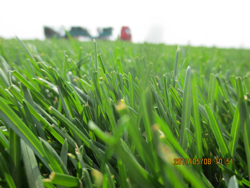 草坪展示39
