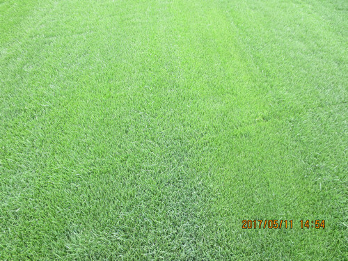 草坪展示50